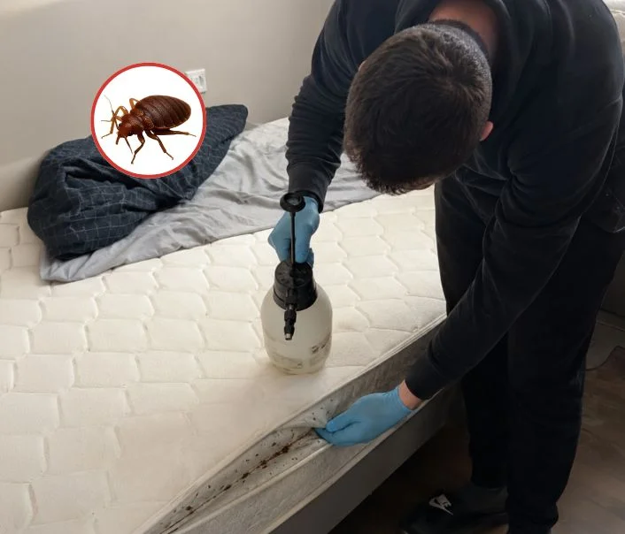 Technicien traitant un matelas contre les punaises de lit à Sainte-Colombe
